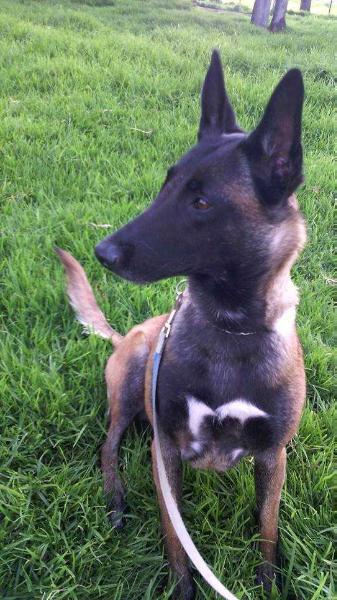 EMPERATRIZ DE GOIENETXE | Belgian Malinois 