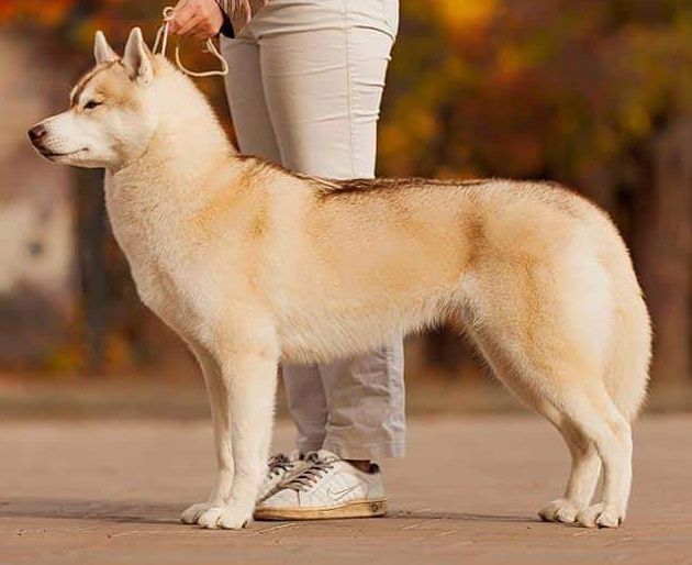 Creme Brulle Crystal Of Victory | Siberian Husky 