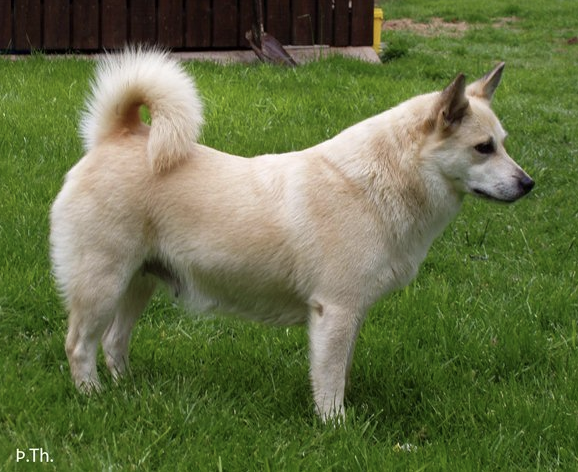 Reykjadals- Staka Sól | Icelandic Sheepdog 