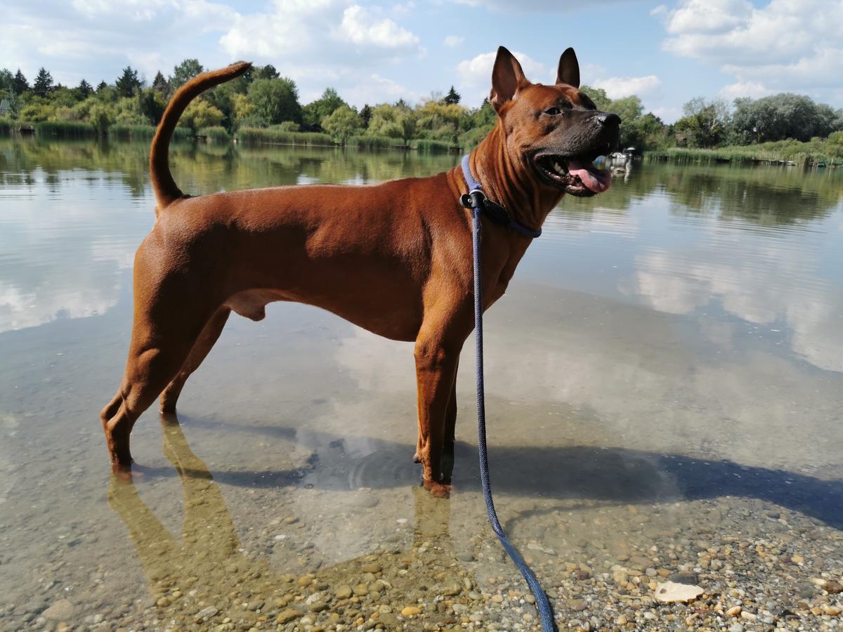 Thaichi Sniezne Zjawisko "Surinyo" | Thai Ridgeback 