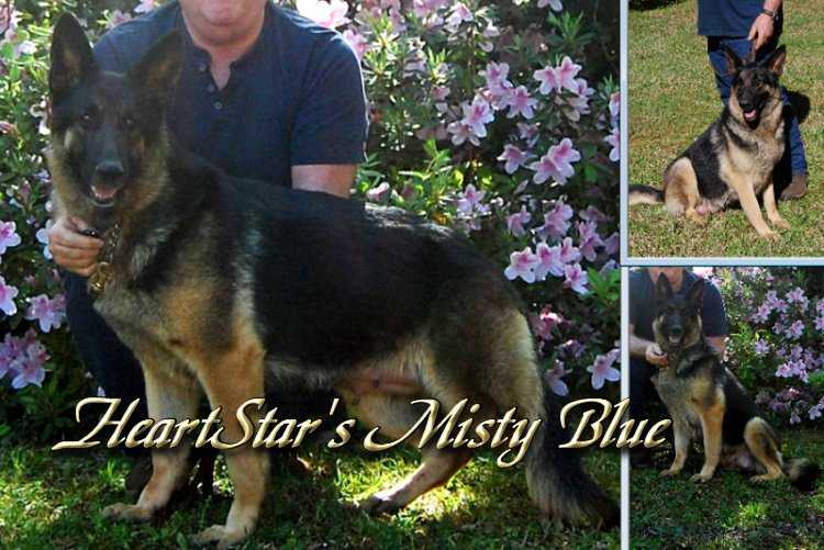 HeartStar's Misty Blue | German Shepherd Dog 