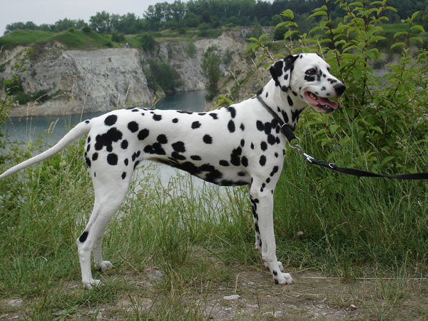 LADNA PANNA Bialo-Czarni | Dalmatian 