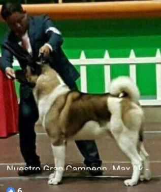 K- General Maximus ( Hernandez) | Akita 