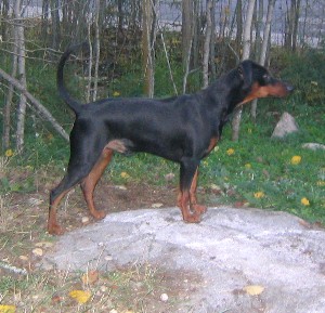 Sini-Minin BIG BOY | German Pinscher 