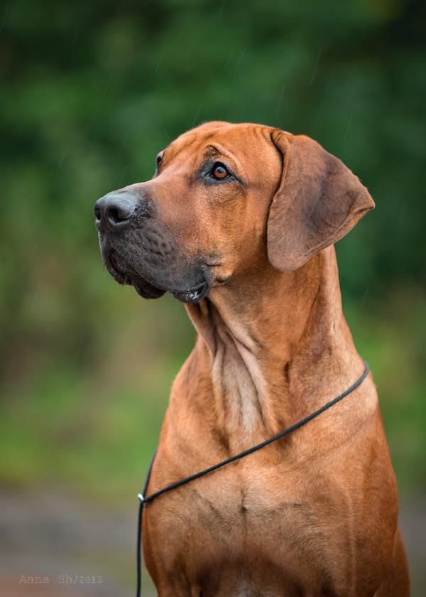 Tina Trading Troyan | Rhodesian Ridgeback 