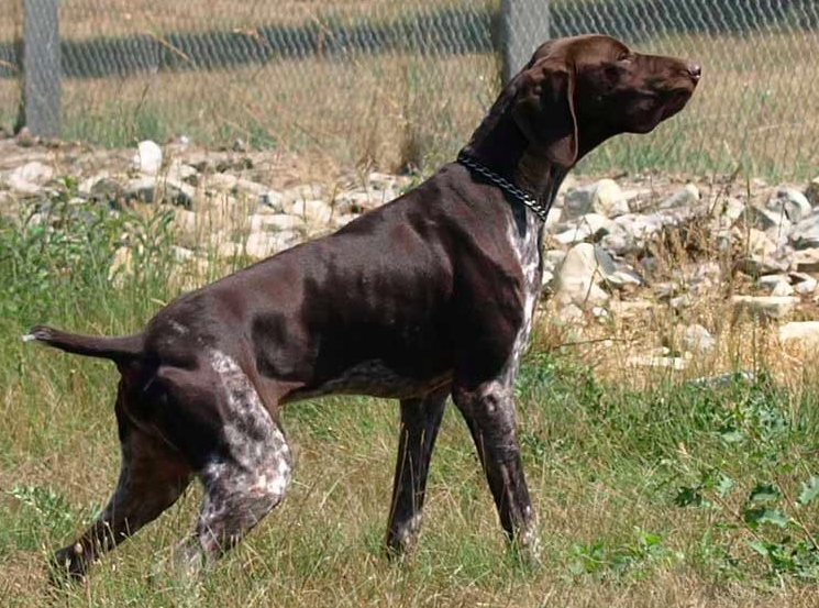 Azzaro | German Shorthaired Pointer 