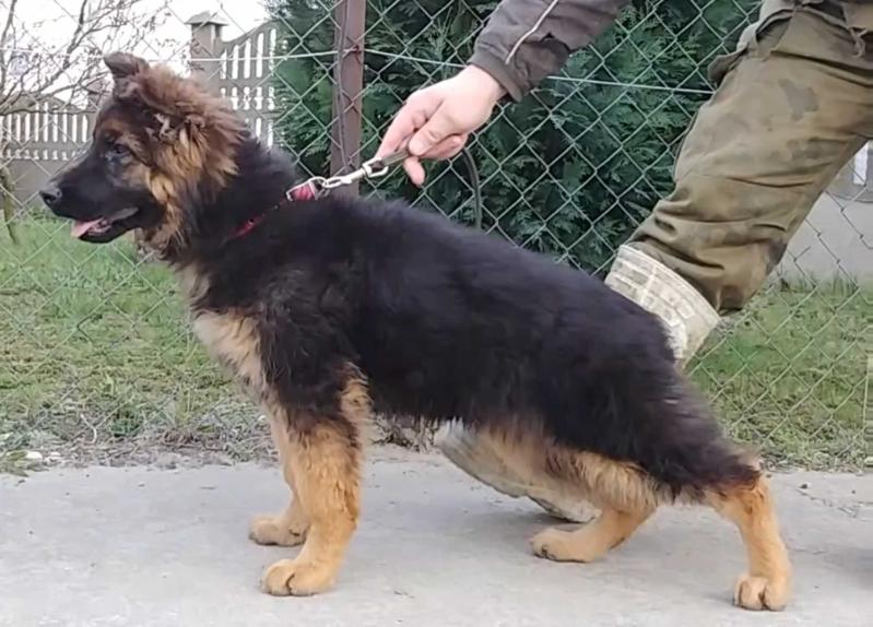 OSCHI Badorja | German Shepherd Dog 