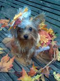 Lady Scarlett Isabella Coleman | Yorkshire Terrier 