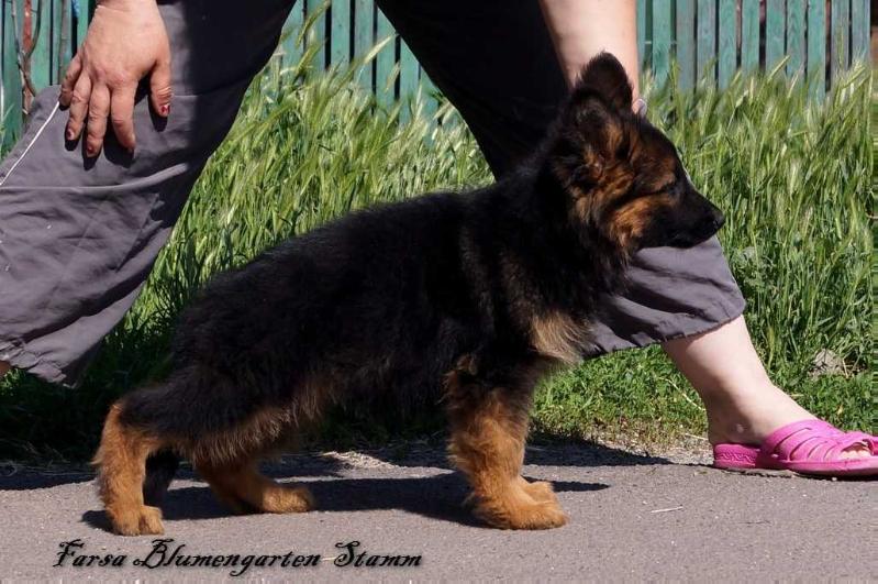 FARSA BLUMENGARTEN STAMM | German Shepherd Dog 