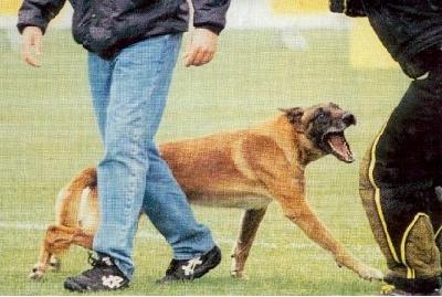 Dokside du Calvaire aux Acacias | Belgian Malinois 