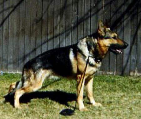 Ison Novy Spis CS | German Shepherd Dog 