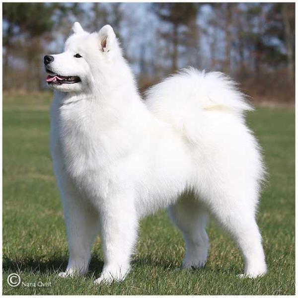 Cabaka's Miss Envy of Cruise | Samoyed 