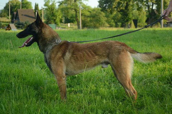Arcibaldo Nellago | Belgian Malinois 