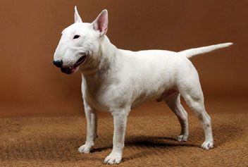 King Chaos vom Kaiserstuhl | Miniature Bull Terrier 