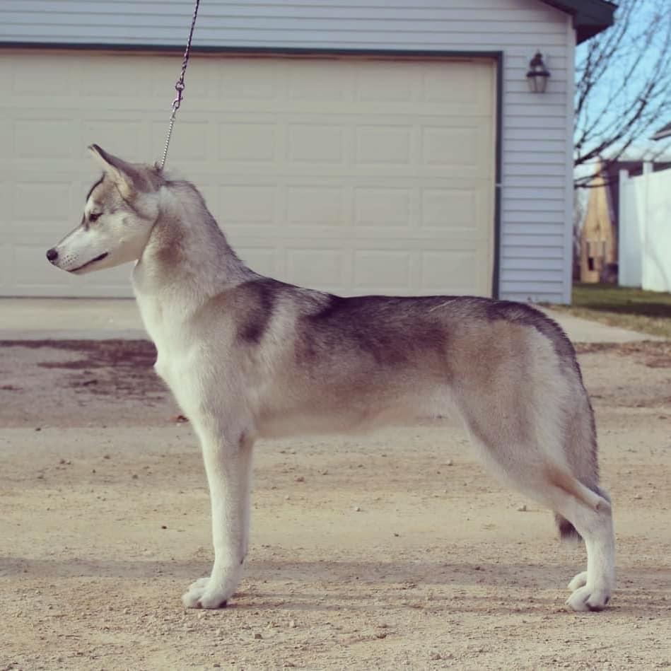 Tricia's Keeping America Great | Siberian Husky 