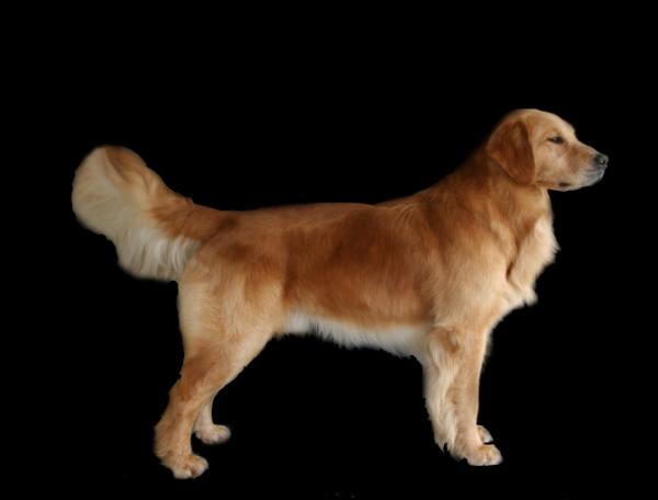 Genesis's Chance At An Angel | Golden Retriever 