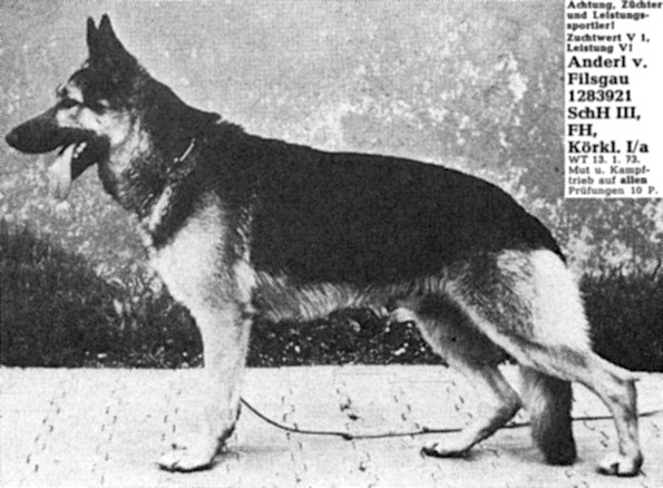 Anderl vom Filsgau | German Shepherd Dog 