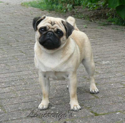 Limisengi's Jellybean | Pug 