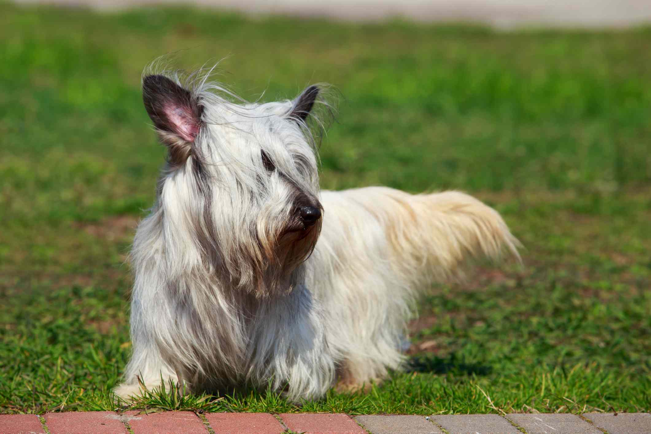 Skye Terrier Skye Terrier