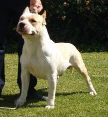 Bommer Terra Gigantes | American Staffordshire Terrier 