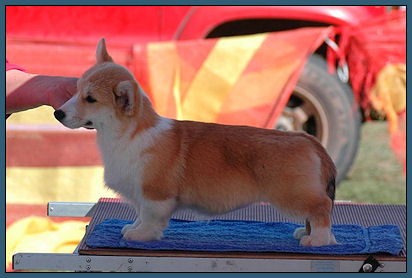 Nireno Hope Under Fire | Pembroke Welsh Corgi 