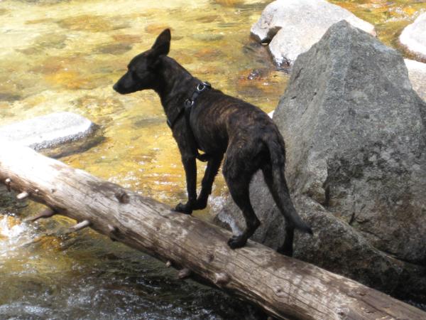 Diezel | Dutch Shepherd 