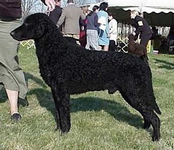 SoftMaple's O' Dark Thirty | Curly Coated Retriever 