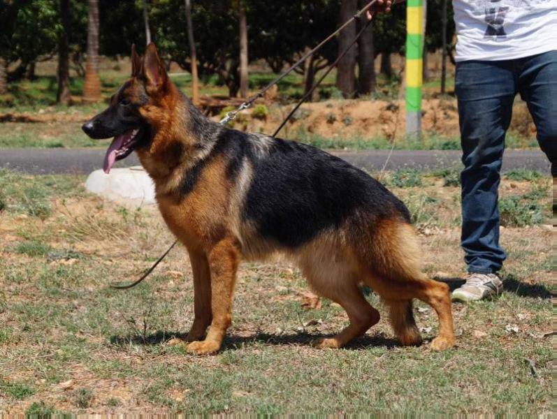 Robins chiwa | German Shepherd Dog 
