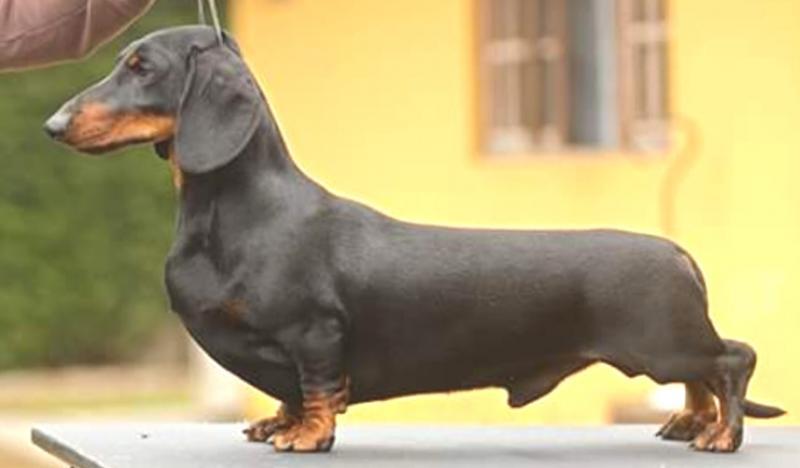 Treis Pinheiros Black Opal ss | Dachshund 