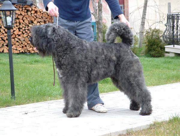 Flamand-Falvi Lucky | Bouvier des Flandres 