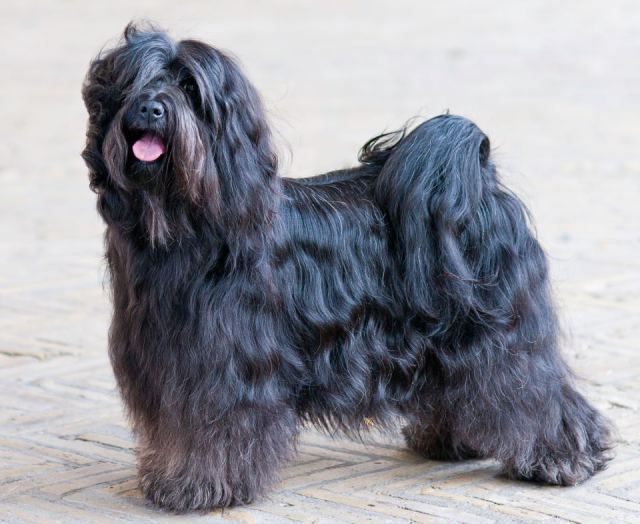 LAMLUX EMMA BRIGHTLY | Tibetan Terrier 