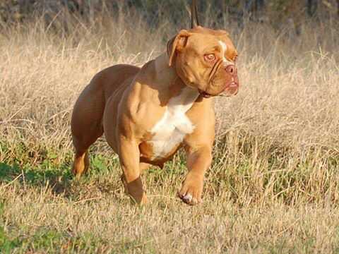 BuffaloCreek's Fury | Olde English Bulldogge 