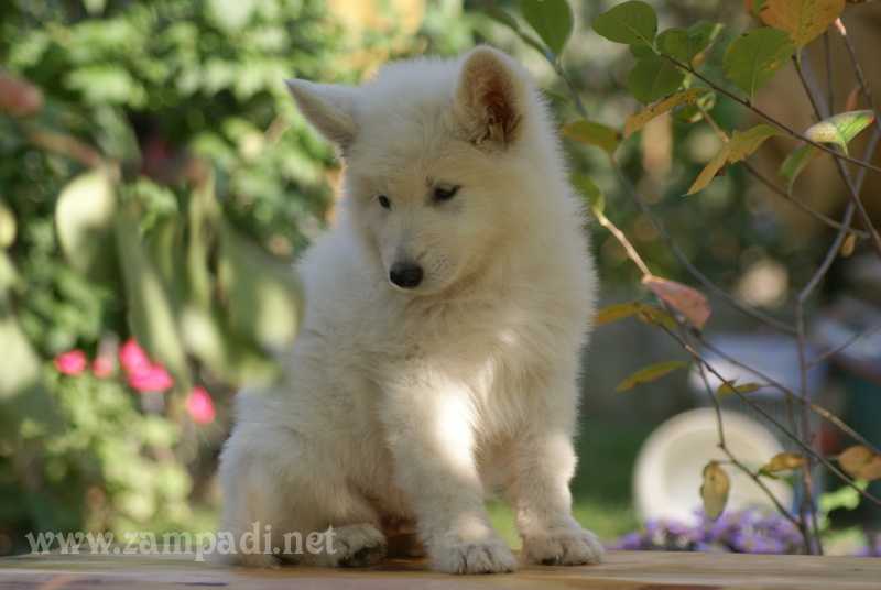 Zampa di Bello Vivienne | White Swiss Shepherd Dog 