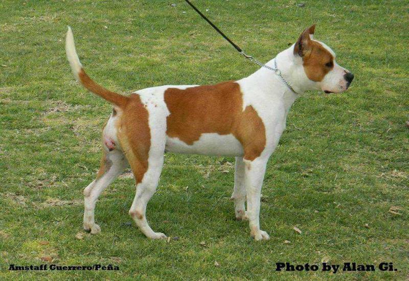 Mo'at Ring on Fire | American Staffordshire Terrier 