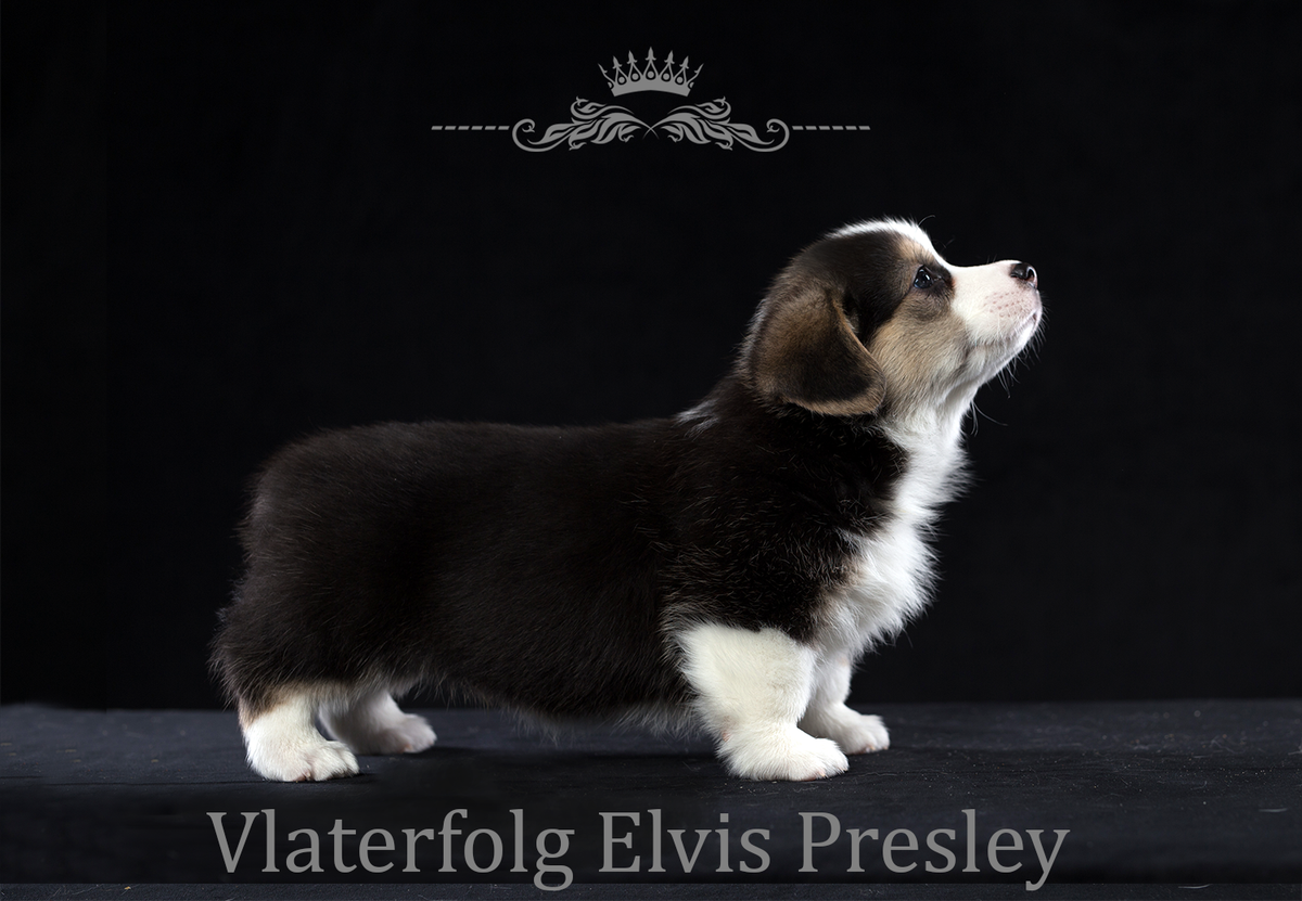 VLATERFOLG ELVIS PRESLEY | Pembroke Welsh Corgi 
