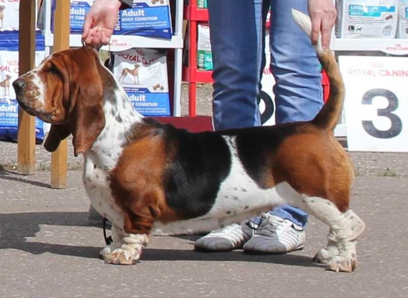 Miss Fortuna Light Night | Basset Hound 