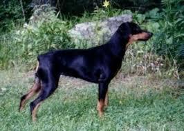 Aaparevon HILLARY | German Pinscher 