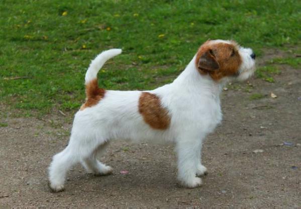 Trophy Agane Dell' Isola dei Baroni | Jack Russell Terrier 