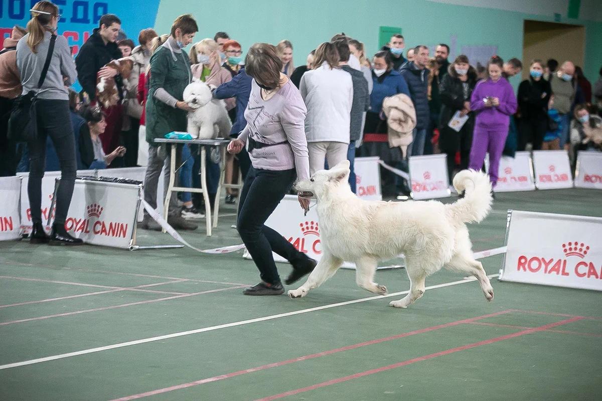 FIELISS OLSBERG | White Swiss Shepherd Dog 