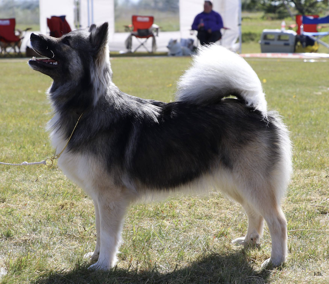 Ístjarnar Fjóla | Icelandic Sheepdog 