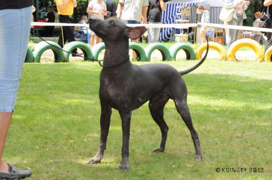 Iuitl S Sedogo Kaspiya | Xoloitzcuintli 