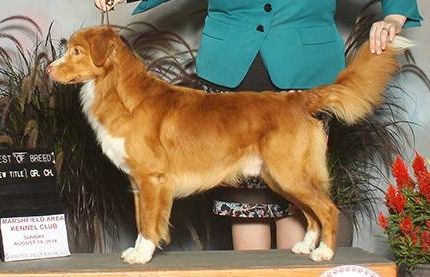 Pinehill's Twist of Fate | Nova Scotia Duck Tolling Retriever 