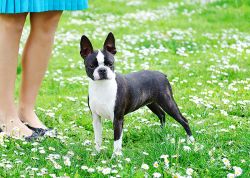 Campbell Clans Speedin' Soap Box Derby Car | Boston Terrier 