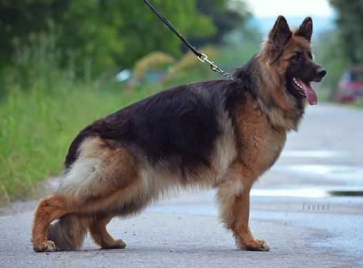 Caroll Good Team Loznica | German Shepherd Dog 