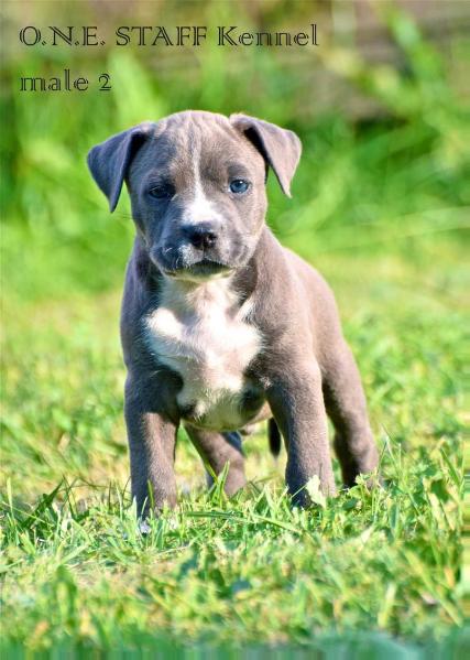 O.N.E. STAFF ITS NAME Mr. PRESIDENT | American Staffordshire Terrier 