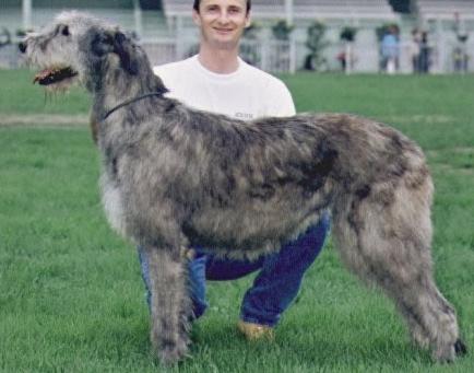 Only you Du grand Chien de Culann | Irish Wolfhound 