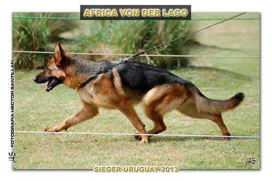 AFRICA VON DER LAGO | German Shepherd Dog 