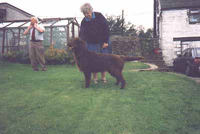 Wizardwood Tawny Pheasant | Flat-Coated Retriever 