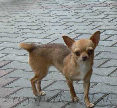 Carla Zivy Sperk | Chihuahua 