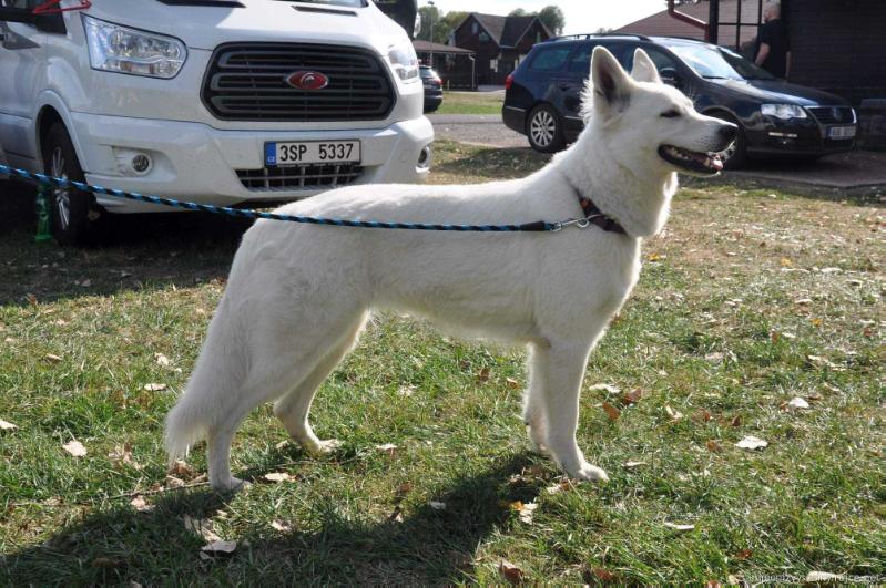 DENERIS AREBA Artay of Highland | White Swiss Shepherd Dog 